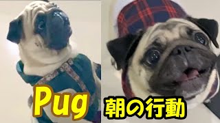 【パグ/Vlog】うちのパグの朝はこんな感じ、みなさんはどんな感じでちか?(シラチャ編)#犬 #dog