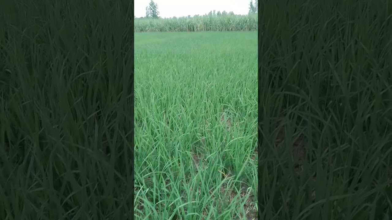 oye oye kya seen hai #duet #viral #shortvideo #subscribe