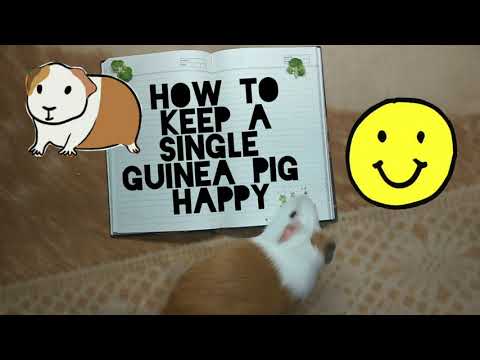 How To Keep A Single Guinea Pig Happy