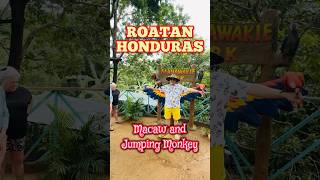 Roatan Honduras Cruise Port Stop Macaws and Jumping Monkey at Manawakee Park #cruisewithblake