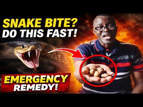 Snake Bite First Aid with Bitter Kola (Before Hospital Treatment)