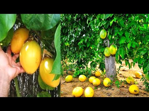 How to Plant Passion Fruit, See our incredible production (beginning, middle and end)