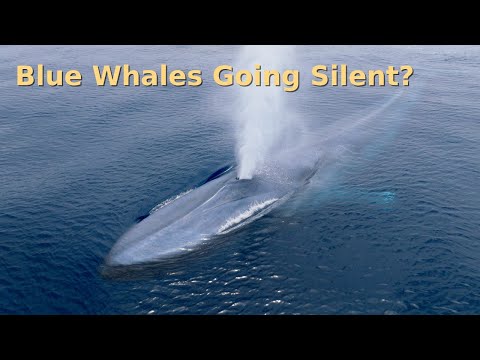 Are Blue Whales Really Going Silent?
