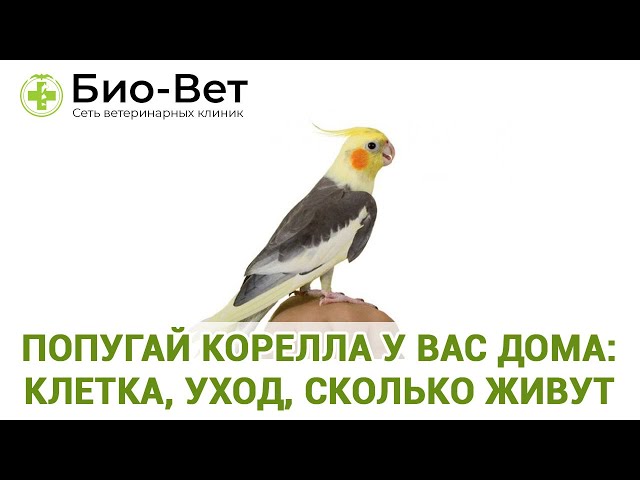 Сколько живут попугаи кореллы: в домашних условиях, на воле, в клетке ...