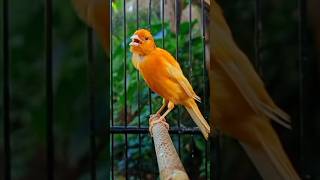 Download lagu Kenari gacor ngeroll #kenari #masteranburung #pancingankenari #burungkenari #burungkicau #kenaripaud mp3