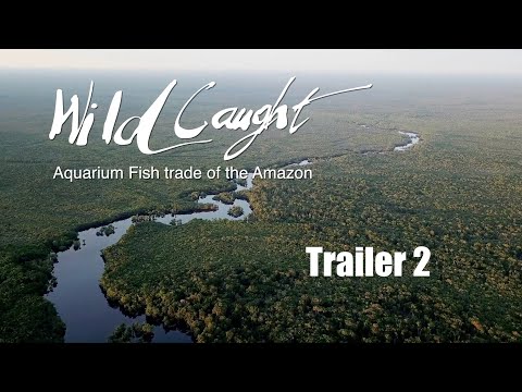 TRAILER 2:  WILD CAUGHT : Aquarium Fish Trade of the Amazon
