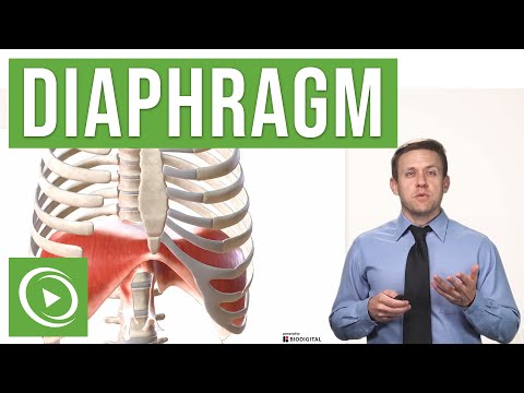 Anatomy of the Diaphragm | Lecturio Medical