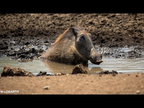 LIVE at the waterhole - 01 January 2026