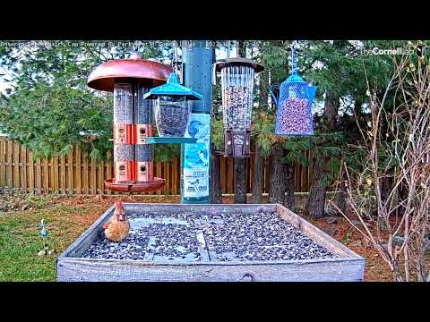 New Cam Species! Northern Cardinal Visits Ontario FeederWatch Cam For First Time – Oct. 30, 2022