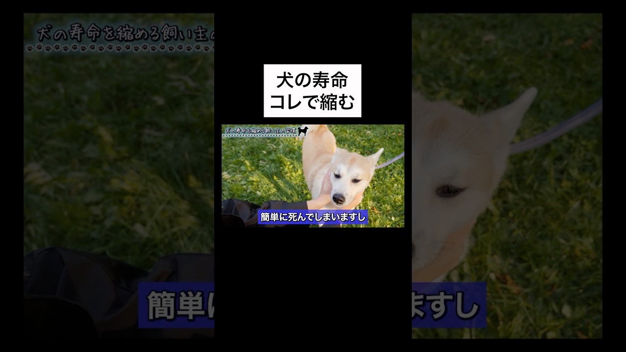 ↑詳細は上の▶︎をタップ👆犬の寿命を縮める飼い主の習慣を獣医師が解説します
