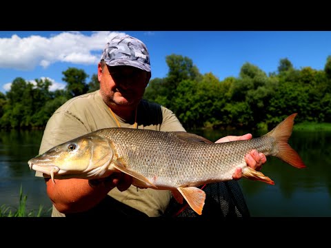 Hranilica za crve lovi velike ribe! Feederom na Savi