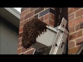 bee swarm rescue near a window on the second story suburban sydney home