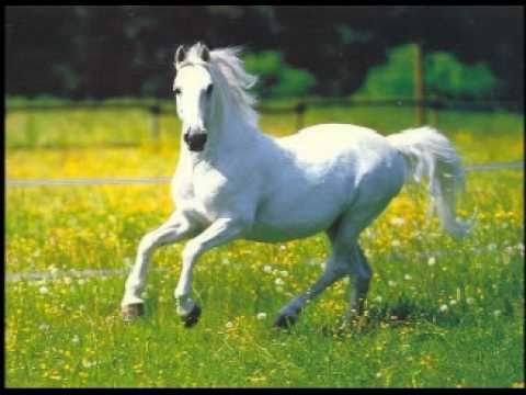 Los Embajadores Criollos - Caballito Blanco