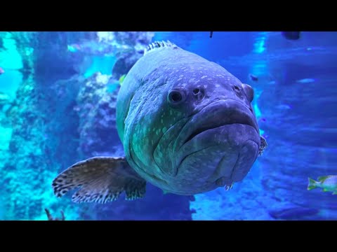 Afrykarium, oceanarium - ZOO Wrocław 2024
