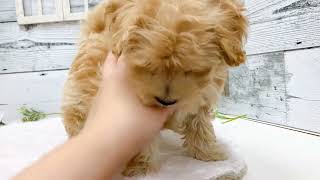 ハーフ犬の動画01