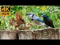 Cat TV for Cats to Watch 😺 Lovely Summer Birds, Squirrels, Chipmunks 🐿 8 Hours 4K HDR 60FPS