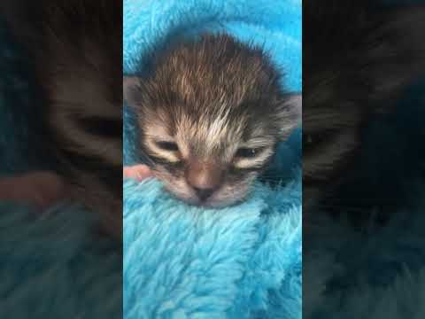 Cutest baby burp ever kitten video #olivermozart, #rescuekitten,