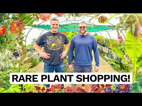 Jungle Plant Shopping at Sunk Island Garden Centre