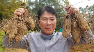 둥근마 드디어 수확