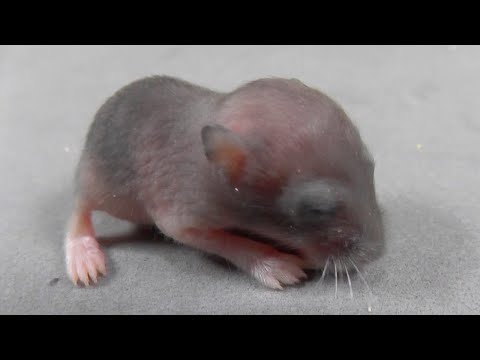 Filhote de Hamster com 10 Dias de Vida