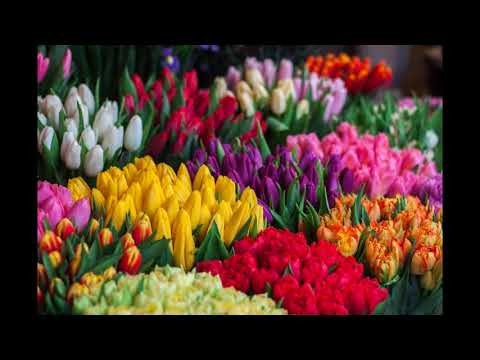 48th st. Collective - Sweet dreams