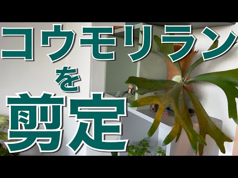 園芸 コウモリ植物、悪魔の花