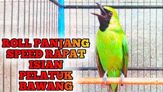 Download lagu Cucak Ijo Isian Pel4tuk Bawang Roll Panjang Speed Rapat mp3