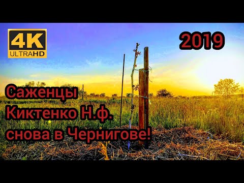 Дождался саженцев от Киктенко Н.Ф! Сорт Брычанский и Опылитель.