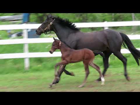 Sidera (Secret x Diamond Hit)