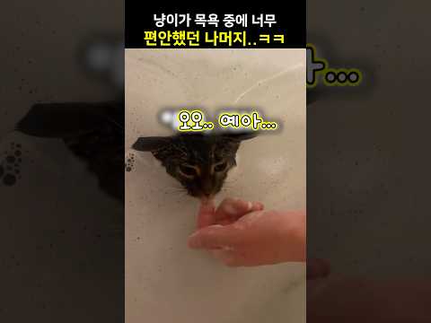 냥이가 목욕 중에 너무 편안했던 나머지..ㅋㅋ