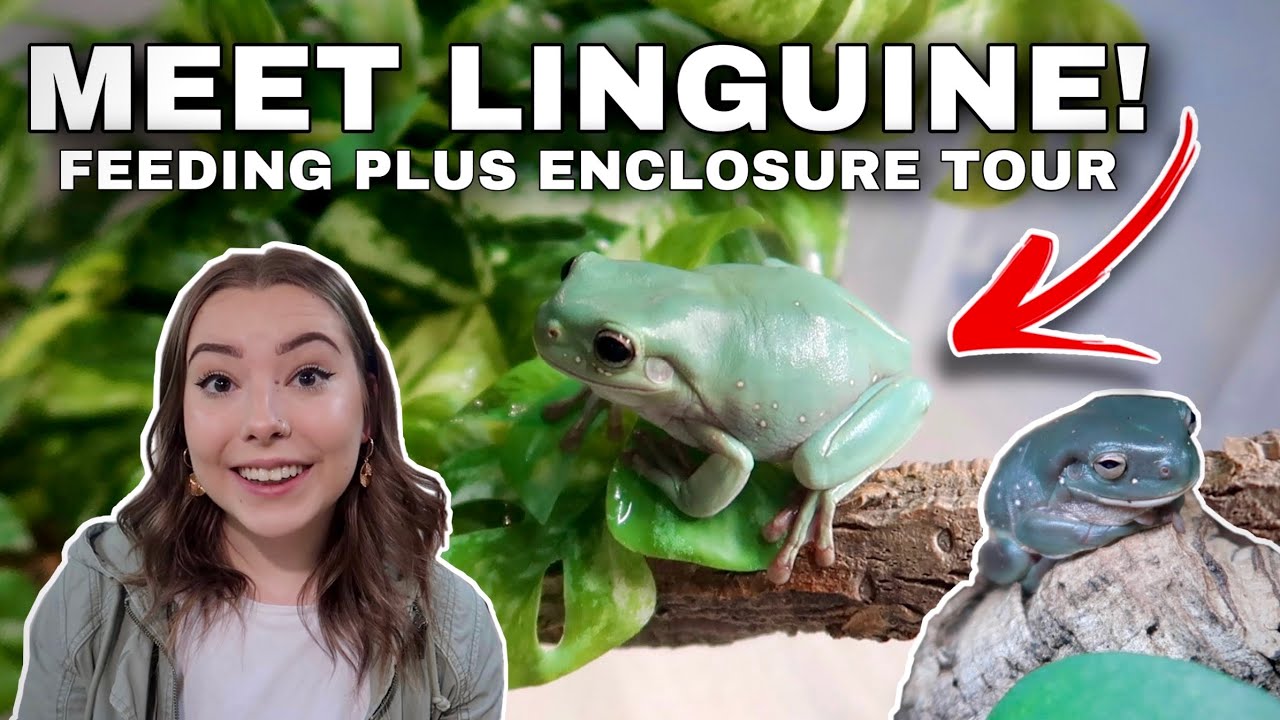 Watch video I Got A New Whites Tree Frog! + Feeding My Whites Tree Frogs Now I Got A New Whites Tree Frog! + Feeding My Whites Tree Frogs