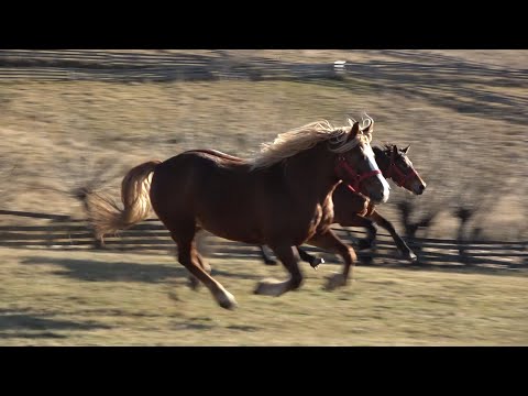 Caii lui Claudiu de la Marisel, Cluj - 2019 Nou!!!