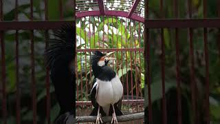 Download lagu Jalak suren gacor isian tonggeret #jalaksurengacor #jalaksurenisian #shorts #viral mp3