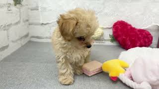 ハーフ犬の動画01