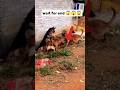 Real Gang War Dog Video Istreet Dog Fight Video Shorts Dog Fight Dogs