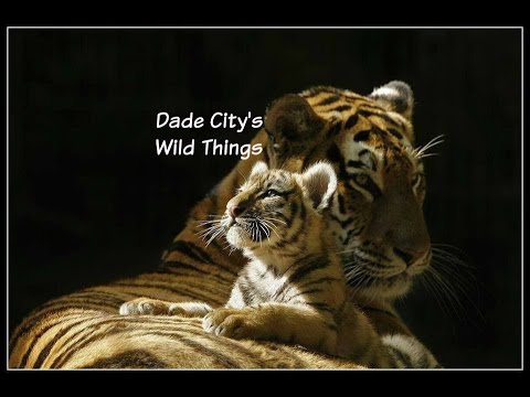 What is a Tigers life cycle? – AnsToAll