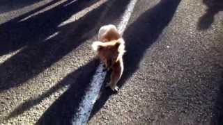 preview picture of video 'Cute koala walking a white line thinking its a tree.'