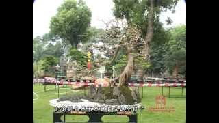 Download lagu Bonsai Cina - Chinese Master Lu Zhei Wei_1 mp3