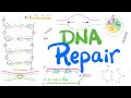 How DNA Repairs Itself (Proofreading, Oncogenes, Tumor Suppressor Genes, Mismatch, Excision Repair)