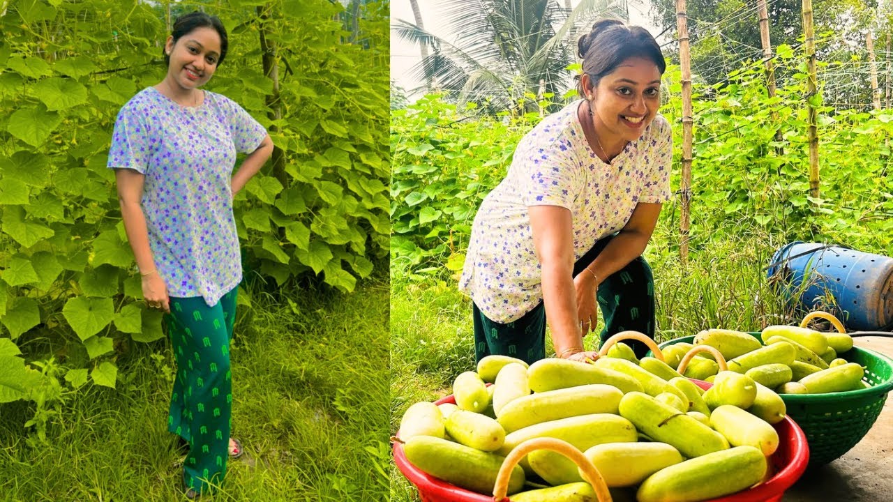 ഈ വർഷത്തെ cucumber വിളവെടുപ്പ് തുടങ്ങി |Cucumber harvest | Meghna Vincent | Trending | A