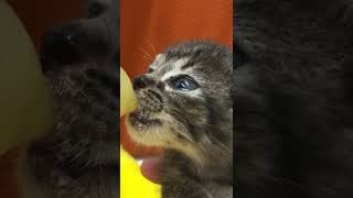 #shorts 子猫の授乳。哺乳瓶で育てる