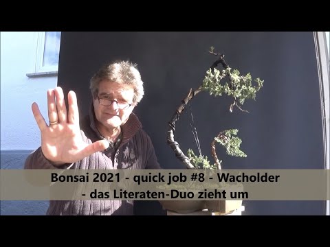 Bonsai 2021-11 - quick job #8 - Wacholder - das Literaten-Duo zieht um