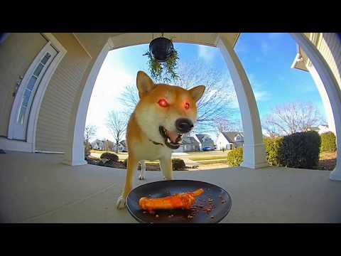 Des chiens testent les aliments les plus épicés du monde, filmés par une Ring Cam | Compilation d...