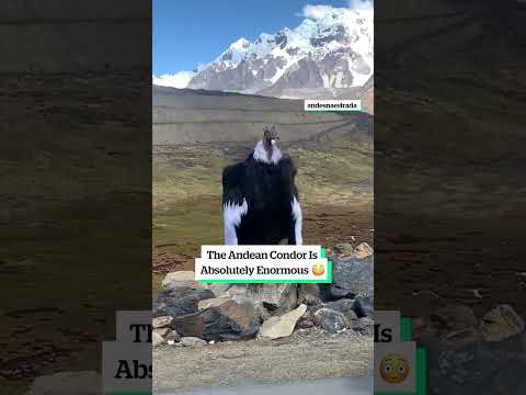 The Andean Condor is absolutely enormous 😳