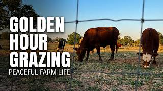 Cows Grazing at Golden Hour 🌅 Peaceful Evening on the Farm | Ambient Farm Sounds | Texas Farm Life