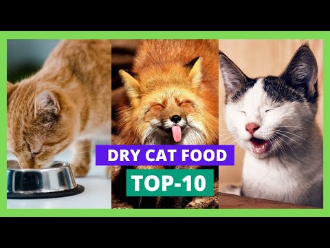 Introducing Dry Cat Food | The Solution To All Your Cat's Problems