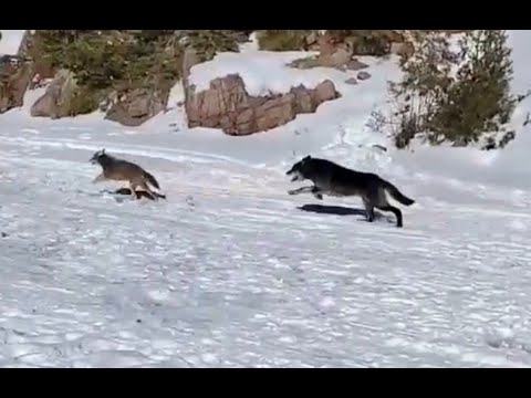 Wolves chase down coyote in front of ice fisherman