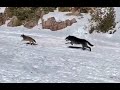 Wolves Chase Down Coyote In Front Of Ice Fisherman