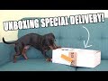 Crusoe Unboxing SPECIAL Delivery Cute Dog Video Unboxing