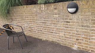 Wasps nest inside garden wall